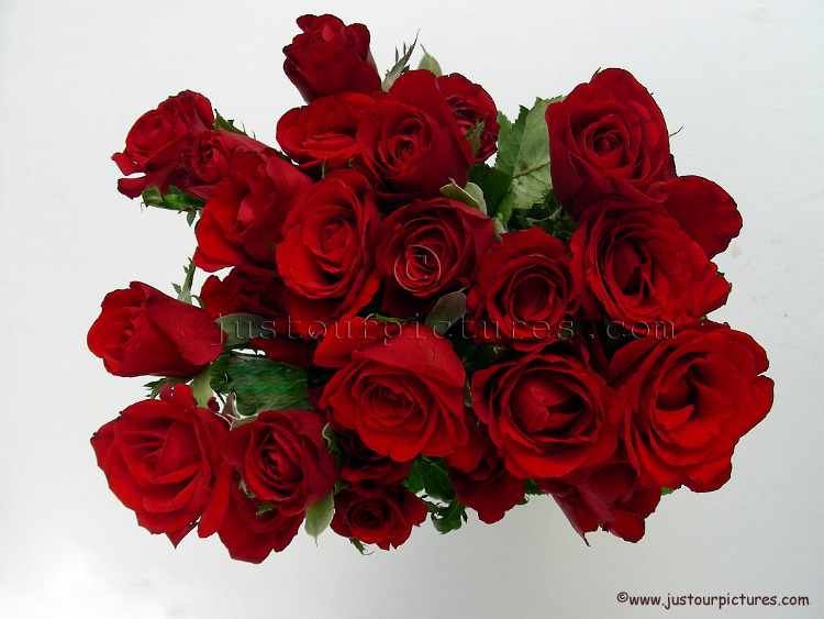 red roses